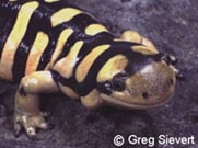 Adult tiger salamander