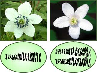 anemone flowers and their chromosomes