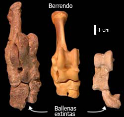 Comparing ankle bones of extinct whales and modern pronghorn