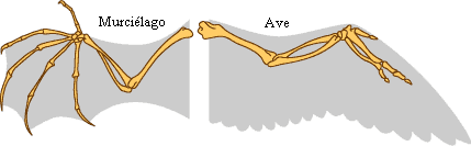 Contrasting the wing structure of a bat and bird