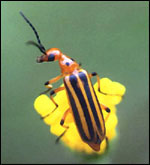 Beetle radiations may have been triggered by adaptations for feeding on flowering plants