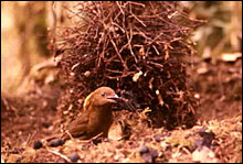MacGregor's bowerbird
