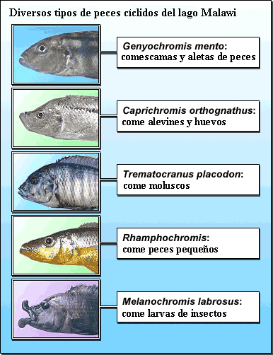 Diverse Cichlid Fishes of Lake Malawi