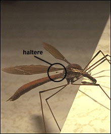 Crane fly with visible halteres