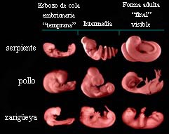 Developmental stages of embryos