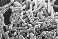 E. coli bacteria