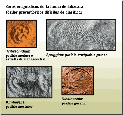Enigmatic ediacarans: Precambrian fossils that are difficult to classify