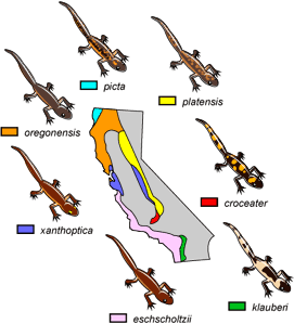 Ensatina salamander distribution in California