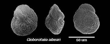 Foraminiferan, Globorotalia albeari