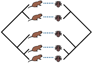 Observing parallel host and parasite phylogenies is evidence of cospeciation