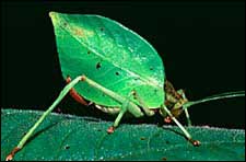 Mimicry of leaves by insects is an adaptation for evading predators.