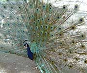 Male peacock display