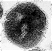 a dividing streptococcus bacterium
