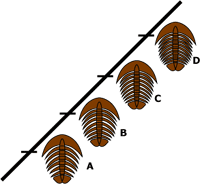 hypothetical trilobite clade