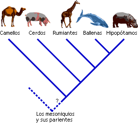 Whale phylogeny