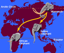 Elephant migrations
