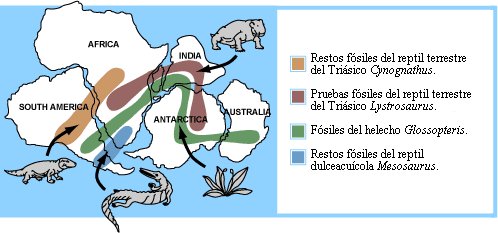 Fossils common to the southern continents