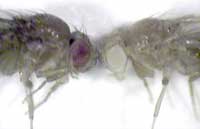 Red- and white-eyed fruit flies