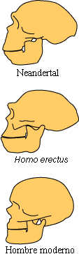 Neanderthal, Homo erectus and Modern human skulls