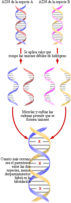 DNA hybridization