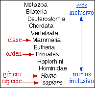 Humans in the Linnaean system