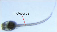 Tunicate larva photo