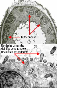 Mitochondria 		 may be descended from relatives of a typhus-causing bacteria