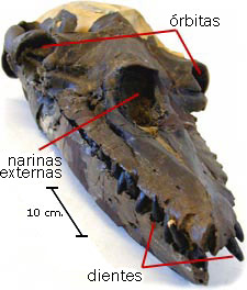 Aetiocetus skull