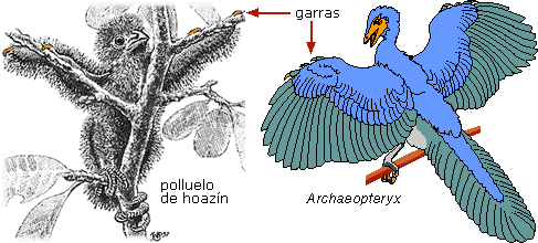 Claws in hoatzin chick and Archaeopteryx