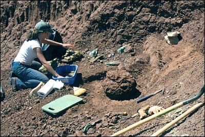 Scientists working in the field to excavate a fossil.