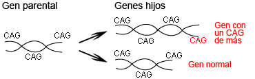 Replication of CAGs