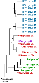 Origins of HIV-1