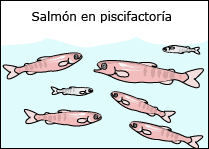 Salmon in hatchery
