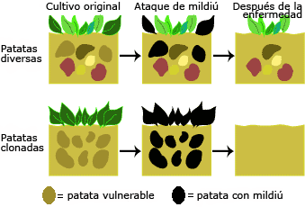 Diverse and cloned potato patches