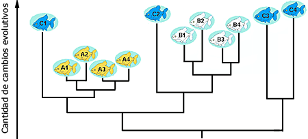 Phylogeny of related fish in river basins A, B and C