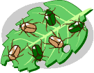 Primera generación de escarabajos hambrientos