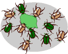Segunda generación de escarabajos hambrientos