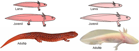 Salamander and axolotl development