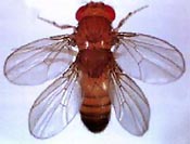 Mutated fly with two pairs of wings