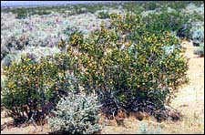 The creosote bush is a desert-dwelling plant that produces toxins.