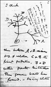 Darwin's notes