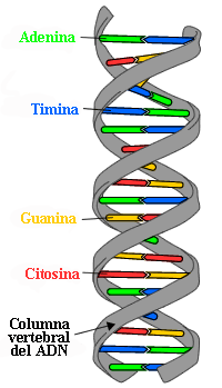 Double helix DNA structure with bases labeled