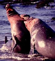Male elephant seals fighting