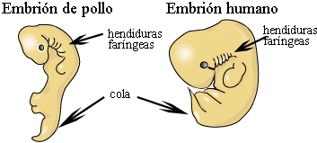 Human and chick embryos