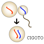 Fertilization showing combination of chromasomes from sperm and egg