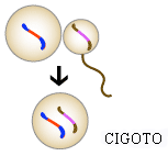 New fertilization diagram showing "recombined" genes combining in the fertilized egg.