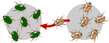Gene flow in beetle populations