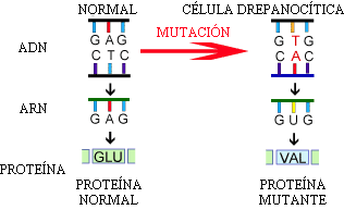 Introducción a la evolución: Las mutaciones en acción