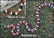 Non-poisonous king snakes mimic poisonous coral snakes.