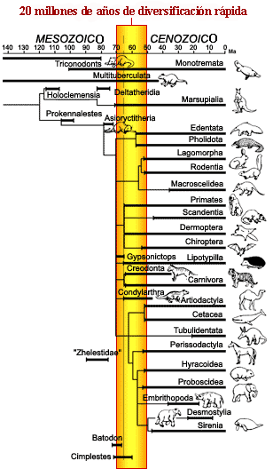 Mammal diversification happened in a short amount of time